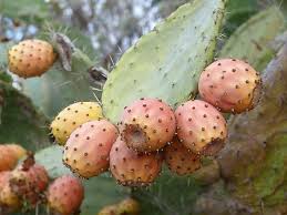 Sweet, delicious prickly pear (cactus pear) are round to oval fruits obtained from the cactus plants. Figs Cactus Prickly Pears Fruit Food Eat Sicily D India Nature Pikist