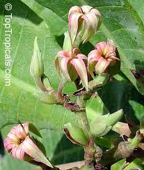 Image result for Anacardium occidentale