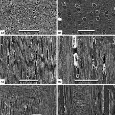 Image result for Ancylobothrys pyriformis