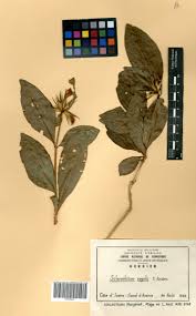 Image result for Sclerochiton vogelii