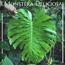 Monstera Deliciosa