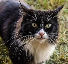 Most of us realize the importance of spaying our feline friends. Feral Cats In Your Barn