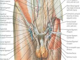 Diagram of male groin area. Inguinal Canal Inguinal Hernia Male External Genitalia Ppt Video Online Download