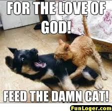 Never Bite The Hand That Feeds You Memes Pin On Funny Dog Pictures