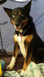 Black And Tan Australian Kelpie Lab Mix Lost Dog Cottage Grove Australian Kelpie German Shepherd Dog Mix Female Date Lost 03 26 2019 Dog S Name Oakie Br Shepherd Dog Mix Losing A Dog Dog Ages