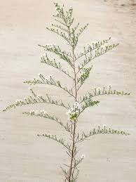 Image result for Andropterum