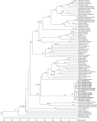 Image result for Hypertelis bowkeriana