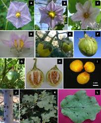 Image result for Solanum sp. B