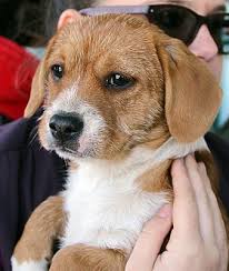 Corgi dogs are a great addition to any home, but you do have to make some considerations about your lifestyle. Richmond Va Corgi Meet Angel A Pet For Adoption