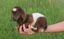 Small Goat Breeds - Backyard Goats