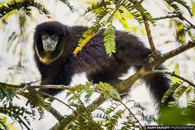 Collared Titi Monkey La Macarena Meta Colombia Cheracebus Lugens Municipio La Macarena Meta Colombia 2019 Adam Rainoff Animals Animals Gorilla Photo