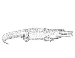 How To Draw A Crocodile Crocodile Illustration Crocodile Tattoo Alligator Tattoo