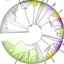 Image result for Decorsea schlechteri