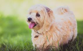 download wallpapers lhasa apso beige long haired dog 4k green grass dog breeds pets brown dog besthqwallpapers com razas de perros nombres de perro hembra razas de perros pequenos