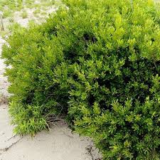 Image result for Myrica