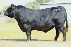 2026 Queensland Bull Sale — Landfall Angus