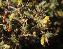 Image result for Melolobium