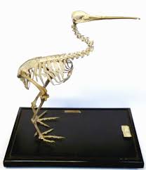 Image result for Pteris auquieri