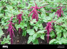 Image result for Amaranthaceae