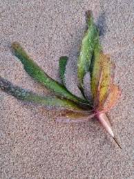 Image result for Cymodoceaceae