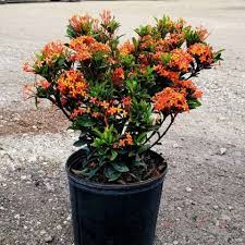 Image result for Ixora hartiana