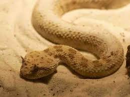 What Animals Live In The Sahara Desert Sahara Animals Desert Desert Animals Sahara Desert Sahara