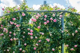 Der durch den schnitt gewonnene platz lässt mehr licht und luft für neue triebe und sorgt dafür, dass die rose weniger anfällig für einen krankheitsbefall ist. Kletterrosen Schneiden Anleitung Fur Rambler Und Climber Rosen