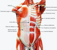While muscle spasms may occur over the entire body, muscle spasms under the rib cage may be cause for concern as they might be an indication of serious medical conditions. 11 Muscle Ideas Muscle Body Anatomy Anatomy