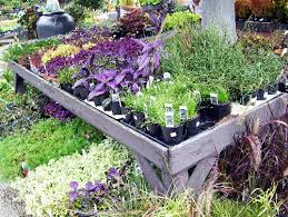 Cheapest place to buy flowers for garden. 12 Ways To Find Free Or Cheap Garden Plants