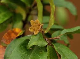 Image result for Nesogordonia