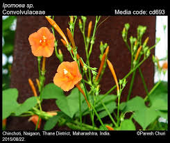 Image result for Ipomoea hederifolia