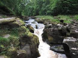 River wharfe flows for 65 miles from the confluence of green field beck and oughtershaw beck at the yorkshire dales national park to meet river ouse near cawood. The Strid