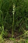 Image result for Habenaria galactantha