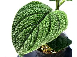 Image result for Peponium sp. A