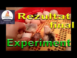 Odata ce saptamana mare se incheie, sufletele celor dragi trebuie conduse la cimitir aprinzand o lumanare in ziua de pasti pentru mantuirea lor. Incubare Oua De Gaina Experiment Cu Incubatorul Puisor Rezultat Final Youtube