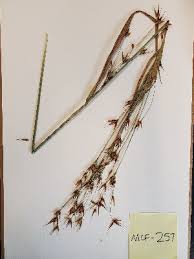 Image result for Rhynchospora gracillima