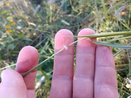 Image result for Dichanthium sericeum