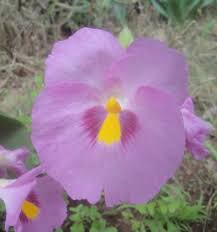 Image result for Siphonochilus