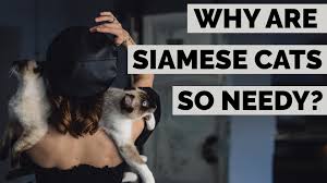 Welcome fellow siamese cat lovers! Why Are Siamese Cats So Needy And Clingy Kitty County