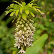 Image result for Eucomis