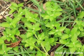 Image result for Spermacoce ruelliae