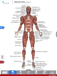 Types of muscle skeletal muscle location attached to bone move the whole body multiple, peripheral voluntary yes cylindrical smooth. Diagram Of The Muscular System From The Free Anatomy Study Guide App By America S Navy Includ Muscular System Medical Billing And Coding Medical Transcription