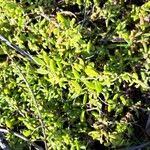 Image result for Lycium mascarenense