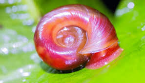 Sow zucchini seeds on their side so that water easily drains off to avoid the risk of them rotting. How To Get Rid Of Ramshorn Snails In An Aquarium Aquarium Sphere