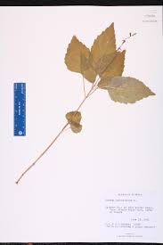 Image result for Fuirena leptostachya