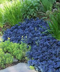 Check spelling or type a new query. Stonecrop Aka Sedum X Blue Pearl Live Plant Fit 1 Gallon Pot 40 00 Plants Sedum Plant Hardy Plants