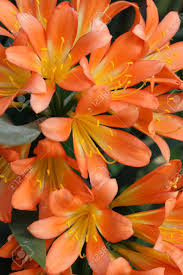 4.1 out of 5 stars 12. The Beautiuful Bright Orange Flowers Of Clivia Miniata Also Known Stock Photo Picture And Royalty Free Image Image 100702895