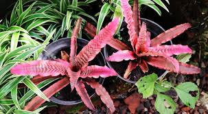 Puring, puding atau kroton (codiaeum variegatum) adalah tanaman hias pekarangan populer berbentuk perdu dengan bentuk dan warna daun yang sangat bervariasi. 10 Tanaman Hias Unik Berdaun Pink Untuk Percantik Rumah Merdeka Com