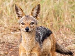 Black Backed Jackal Black Backed Jackal Animal Planet Pet Birds