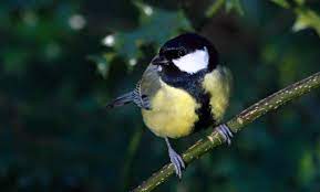 Females and all winter birds are more dull but identifiable by their conical bill; Yellow White And Black Bird Free Image Peakpx